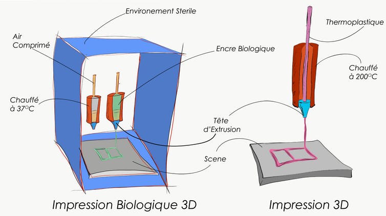 Impression 3D et impression 3D biologique. © Steffen Harr