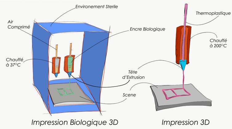 3D printing and biological 3D printing. Steffen Harr